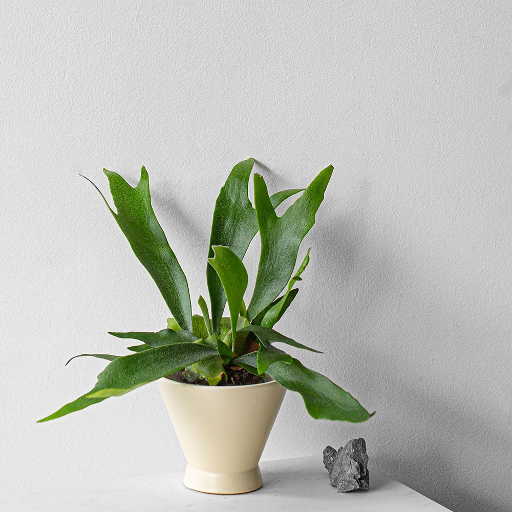 新品鹿角蕨板植挂板二岐蕨挂墙绿植苔藓蕨类植物盆栽水培垂吊壁挂 - 图0