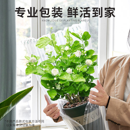 虎头茉莉花苗盆栽室内客厅重瓣老桩浓香九里栀子提神开花卉绿植物 - 图1