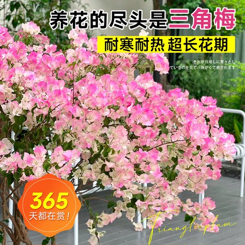 三角梅花树苗盆栽带花老桩特大苗漳红樱室内阳台高端爬藤多季开花 - 图2