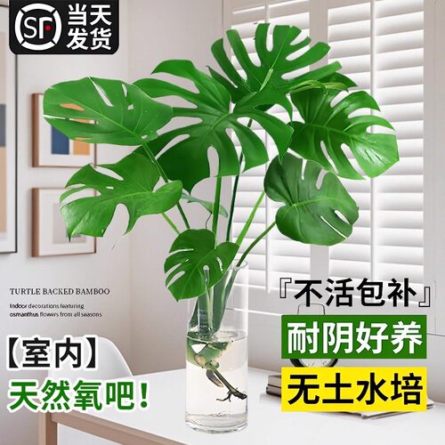 水培植物龟背竹盆栽老桩净化空气春羽大叶室内观叶绿植耐阴常青 - 图0