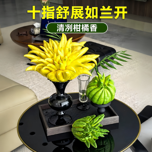 佛手柑鲜果摆件水培闻香食用清贡金华云南新鲜香橼瓜特大桌面绿植 - 图2