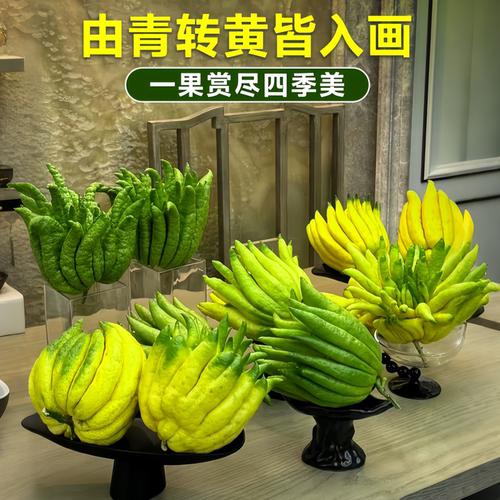 佛手柑鲜果摆件水培闻香食用清贡金华云南新鲜香橼瓜特大桌面绿植 - 图3