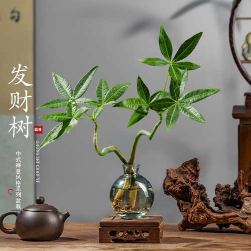 水培植物发财树奇趣造型办公室内桌面绿植招财摆件四季常青好养 - 图0