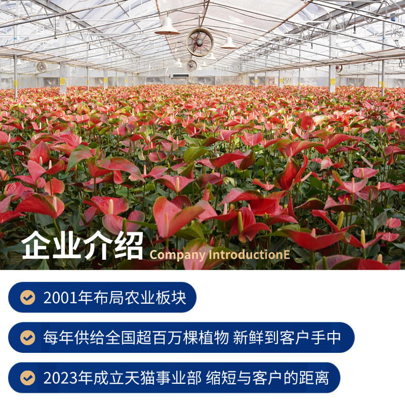 正宗广东香水柠檬树苗盆栽无籽果树百香果幼苗盆栽四季结果可食用,淘宝优惠券,粉丝福利购,淘宝优惠卷