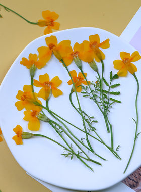 万寿菊孔雀草干花diy材料压花相框带枝黄色礼物标本滴胶手工押花