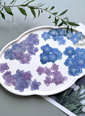 重瓣绣球干花压花标本