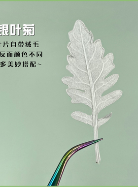 银叶菊鹿角状叶子标本