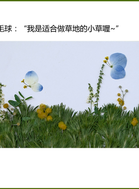 绿毛球干花压花绿色草地草坪押花画干花相框书签手工材料