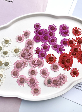干花压花针菊小飞蓬真花标本