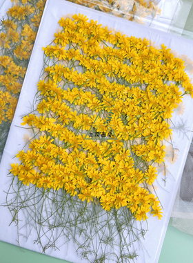 金毛菊干花押花植物标本