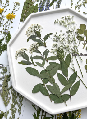 花草树叶标本材料书签贴画diy