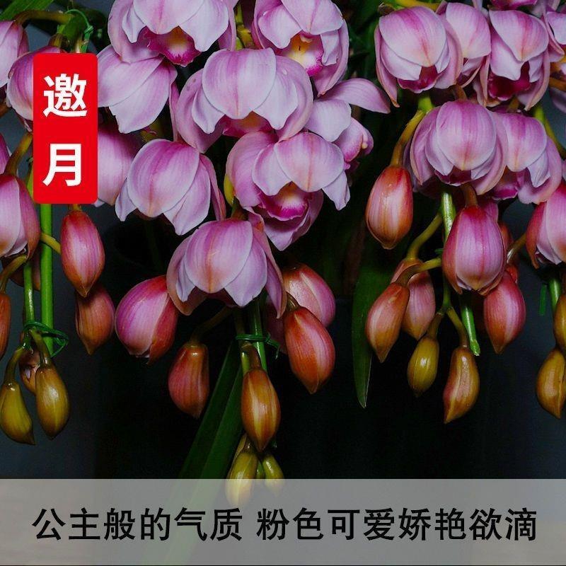 【特价正品】浓香型兰花四季开花室内植物好养易活花卉大全养不死装饰玫瑰花苞除甲醛 - 图1