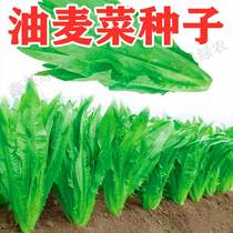 Oil Wheat Vegetable Seed All Season Sesame Oil Wheat Rape Rapeseed Greens Summer Autumn Winter Season Heat Resistant Farmyard Potted Vegetable hole