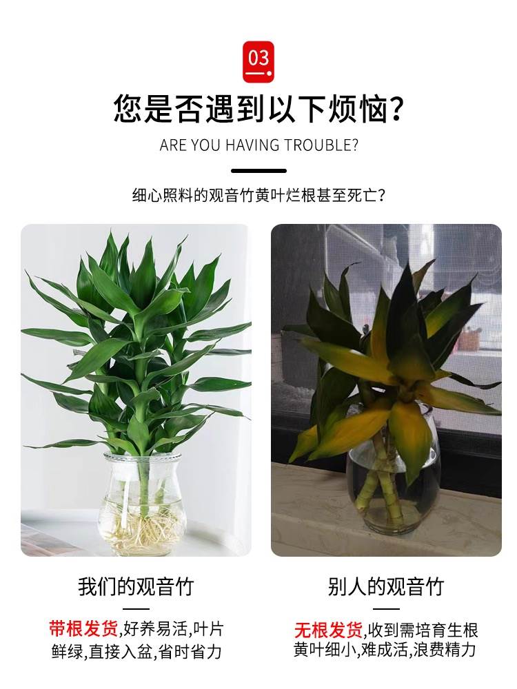 富贵竹观音竹水培植物带根花卉绿植绿萝室内盆栽转运竹子水养好养 - 图1