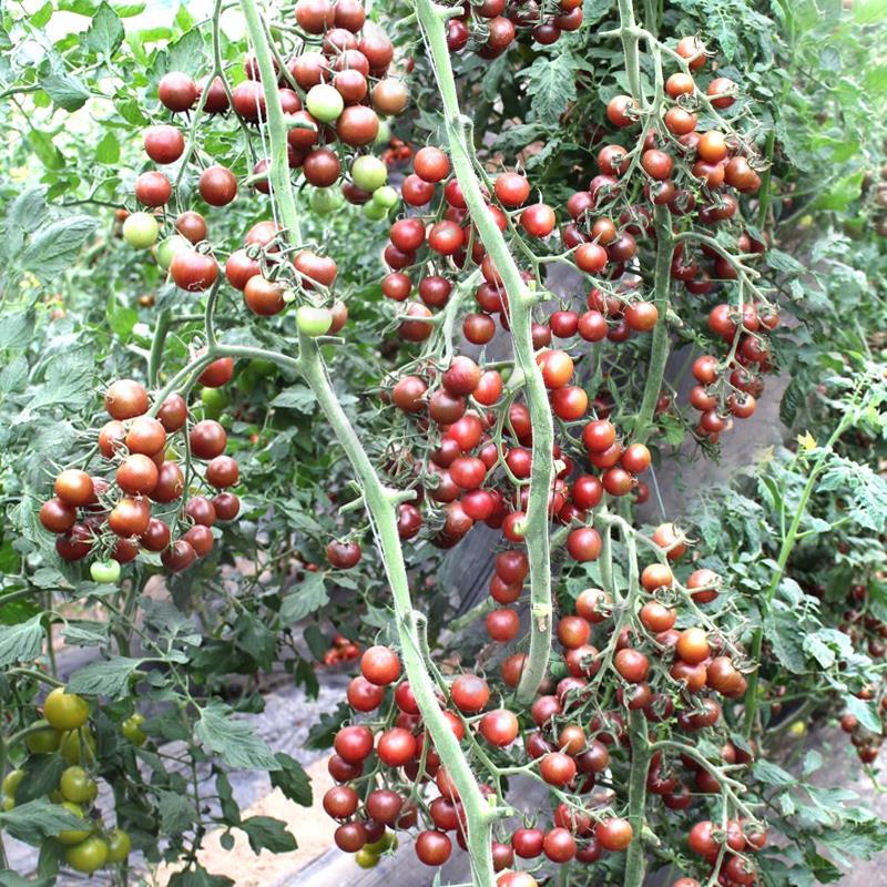 黑珍珠黑番茄种子紫番茄籽苗水果四季盆西红柿四季籽寿光蔬菜种孑-图1