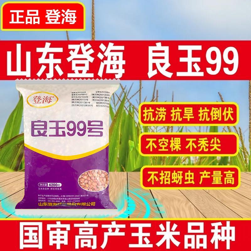 登海良玉99高产玉米种杂交国审矮杆抗旱红轴玉米种子苞米种大田种-图2