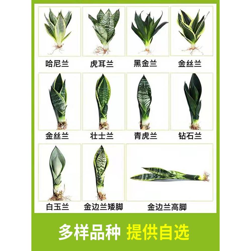 金边虎皮兰盆栽植物室内花卉客厅大型绿植吸除甲醛虎尾兰好养裸苗 - 图2