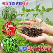 Chili germline Miao Pepper Rice Pepper bell pepper Pepper Long Pepper bell pepper Pepper Pepper bell pepper Pepper Pepper 5 color Peppers Peppers Fry