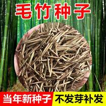 Bamboo seed Miao outdoor green plant Courtyard Purple Bamboo Golden Bamboo Rohan Bamboo chill South Northern Large Mao Bamboo Seed seed