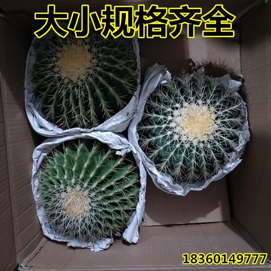 超大美国金虎仙人球狂刺金虎办公室内盆栽花卉多肉植物防辐射客厅 - 图0