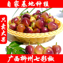 Great fruit Seven colorful peppers Guangxi Liuzhou Special production 5 color Now picking sweet pretzels with sweet pepper and fresh vegetables raw peppers fresh vegetables