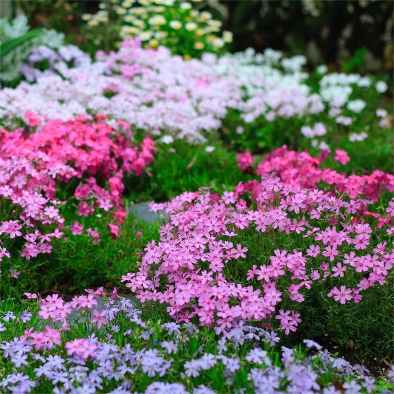 低矮芝樱花种籽子四季播种开花福禄考花籽盆栽室外地被庭院花种孑 - 图3