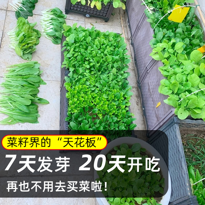 蔬菜种子四季播盆栽阳台庭院香菜生菜菠菜小葱简单秋易种籽孑大全 - 图2