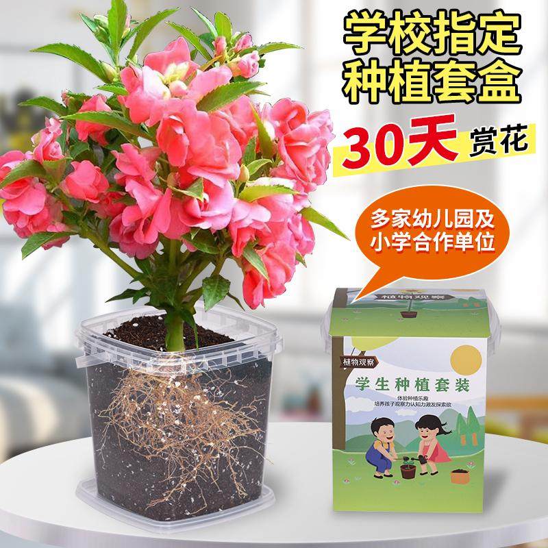 儿童种植小盆栽向日葵种孑四季凤仙花种籽学生观察植物太阳花种子,淘宝优惠券,粉丝福利购,淘宝优惠卷
