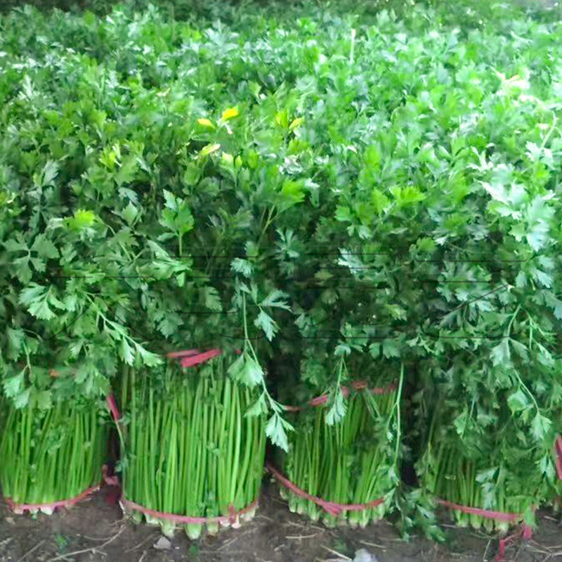 山东章丘鲍芹种子春秋季老品种芹菜种籽实心芹四季阳台盆栽蔬菜孑
