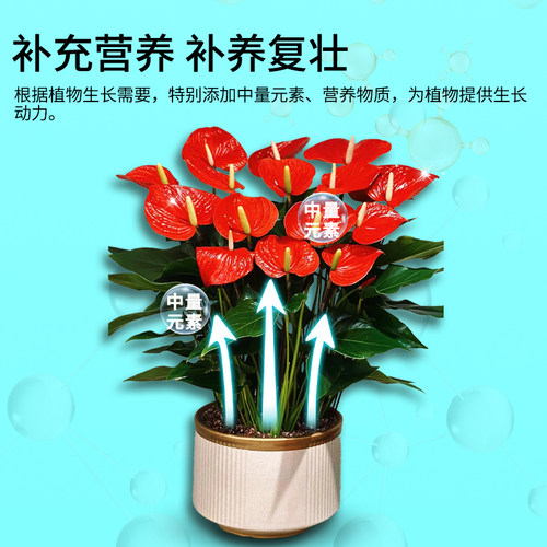 卡纳玛朵活菌粉微生物菌剂植物通用型水溶肥养根壮根改土有机花肥 - 图2