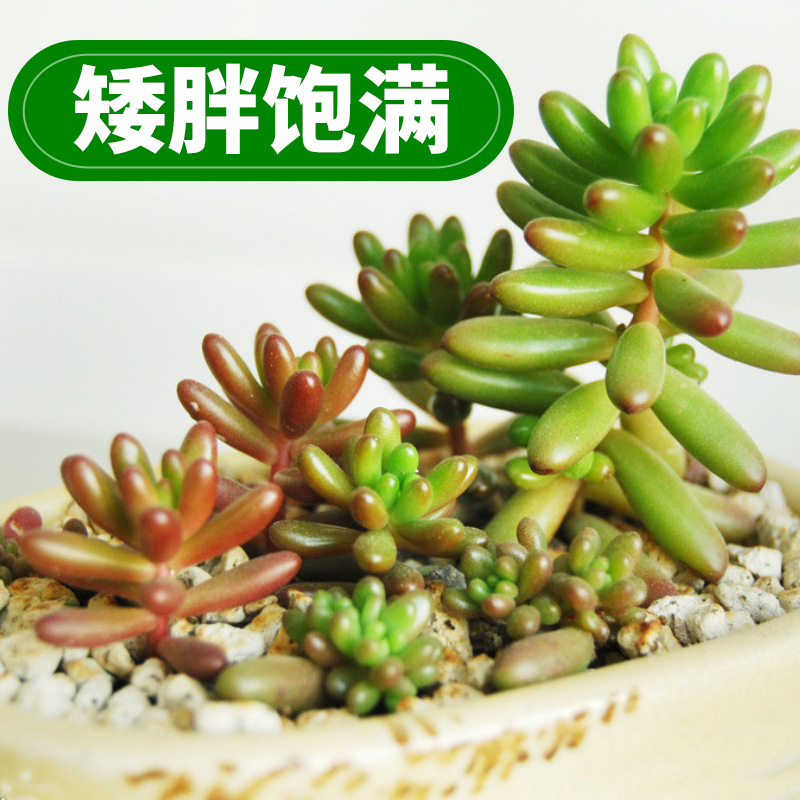 卡纳玛朵防徒长塑形矮胖素多肉肥料 热品库 性价比省钱购 卡纳玛朵防徒长塑形矮胖素多肉肥料 热品库 性价比省钱购