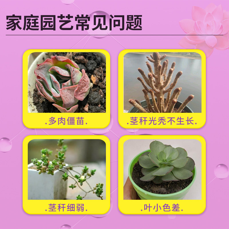 卡纳玛朵魔素多肉康壮型营养液改善僵苗壮根增肥增色水溶叶面肥,淘宝优惠券,粉丝福利购,淘宝优惠卷