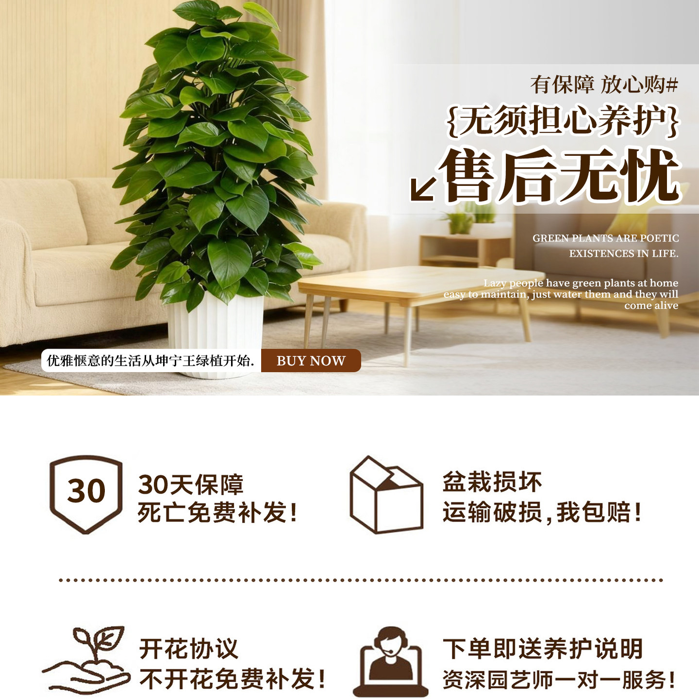 大叶绿萝柱盆栽客厅大型绿植带盆新家入住除甲醛净化空气好养绿箩,淘宝优惠券,粉丝福利购,淘宝优惠卷