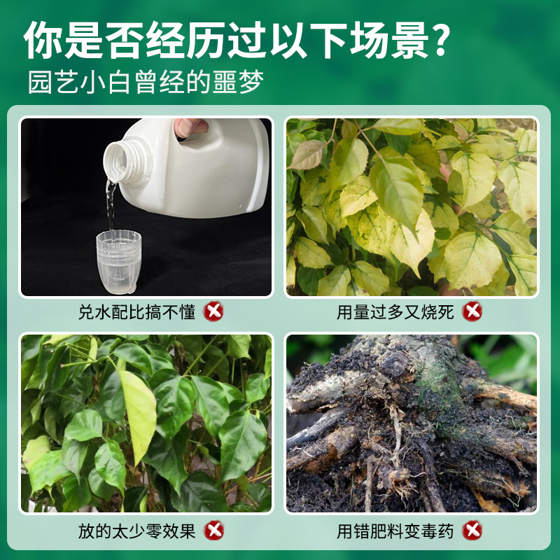 免稀释幸福树专用肥料营养液室内绿植盆栽植物花肥通用治掉叶黄叶 - 图0