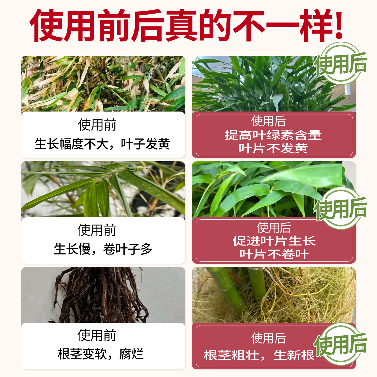 竹子专用营养液治叶子发黄水培植物通用型室内盆栽绿植液体肥料 - 图1