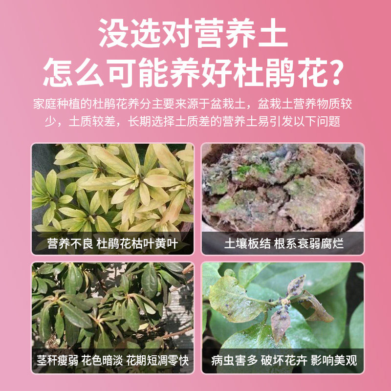 杜鹃花专用土肥料种杜鹃花专用营养土养花专用通用型泥土壤种植土