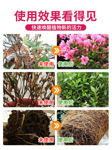 杜鹃花免稀释专用营养液有机种植叶面肥料促开花喜酸植物盆栽家用-图3