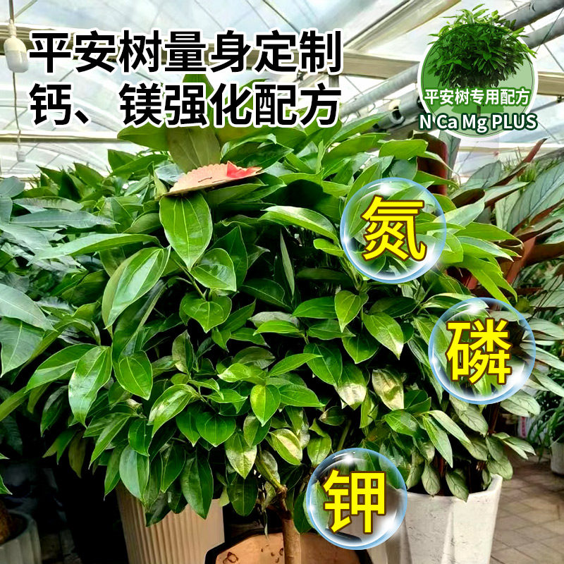 平安树专用免稀释营养液肥料防治叶子发黄干尖绿植通用催根促生长,淘宝优惠券,粉丝福利购,淘宝优惠卷