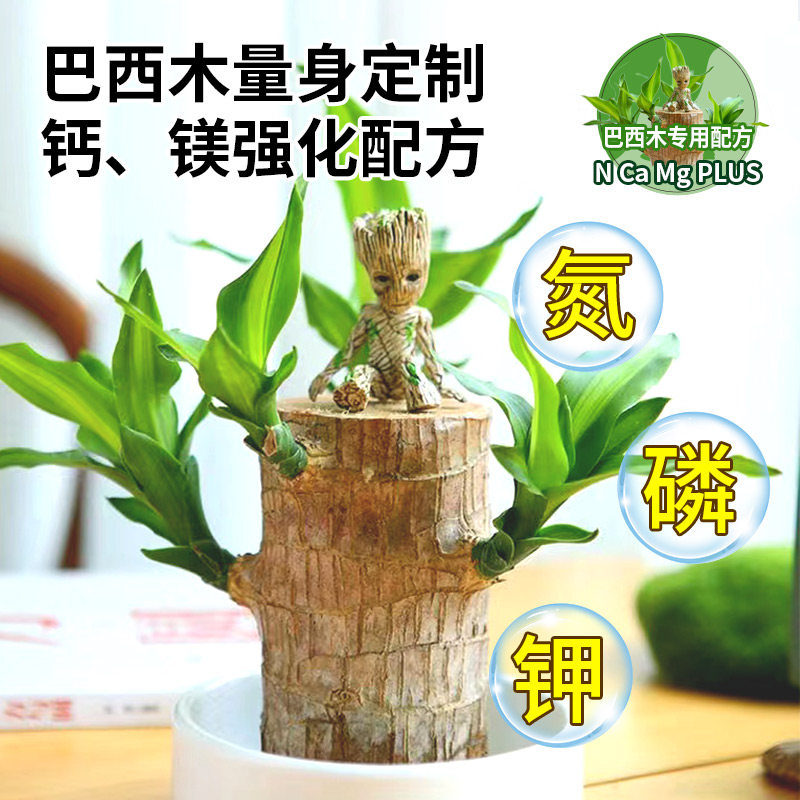 免稀释巴西木专用营养液家用花卉盆栽植物液体肥室内花肥料幸运木 - 图2