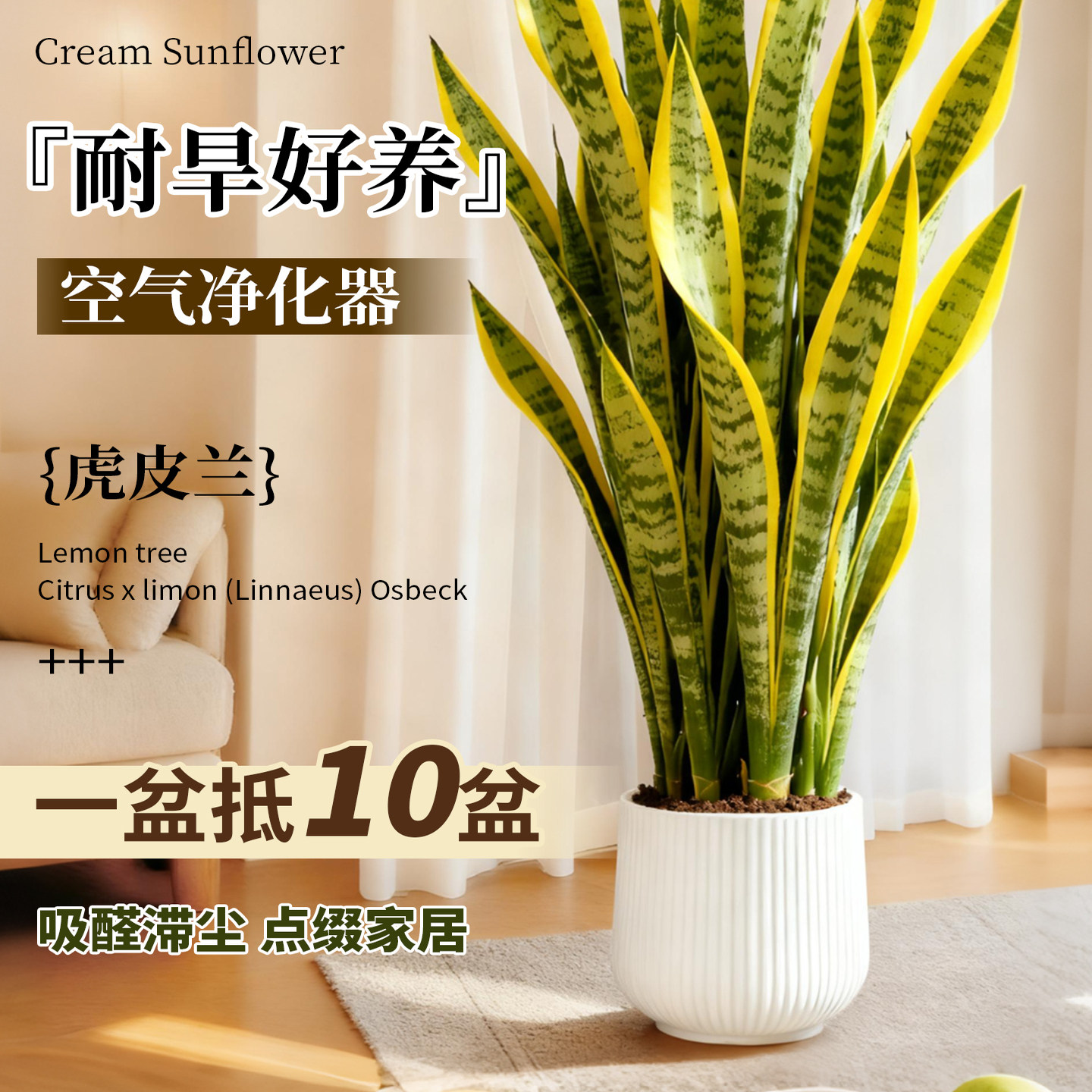 金边虎皮兰绿植客厅沙发旁大盆栽新房室内大型植物办公室花卉好养,淘宝优惠券,粉丝福利购,淘宝优惠卷