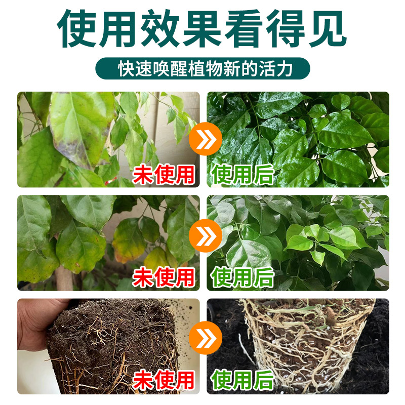 免稀释幸福树专用肥料营养液室内绿植盆栽植物花肥通用治掉叶黄叶 - 图3