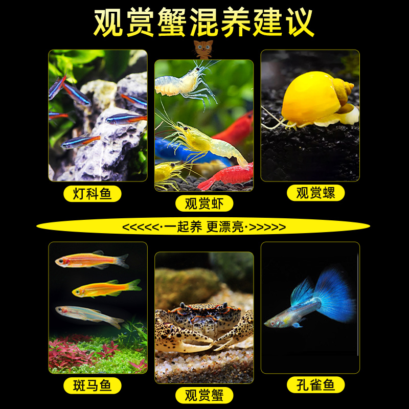 迷你辣椒蟹活体观赏蟹吃虫清洁除藻淡水蟹鱼缸爬宠豆豆蟹宠物螃蟹 - 图2