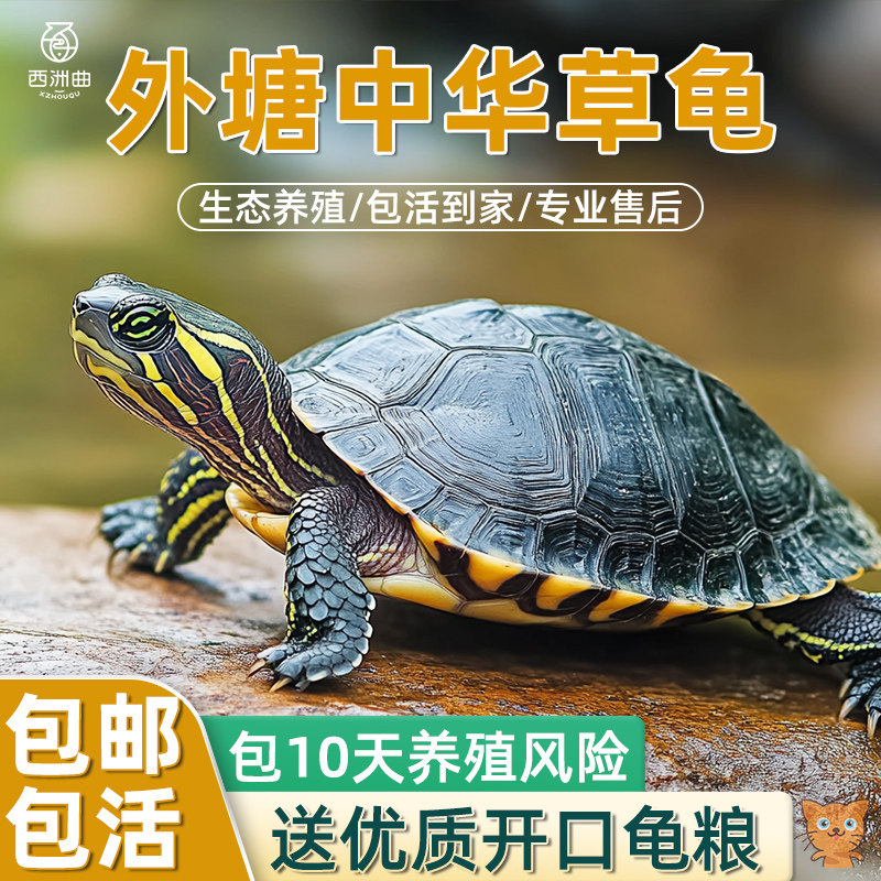 中华草龟活体小乌龟宠物观赏龟金线龟好养耐活长寿龟活物草龟苗,淘宝优惠券,粉丝福利购,淘宝优惠卷