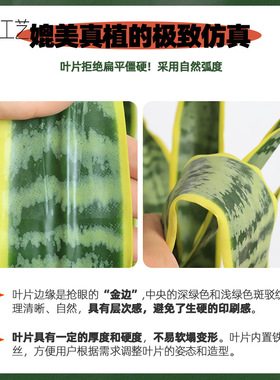 直销手感胶片虎皮兰盆栽北欧装饰
