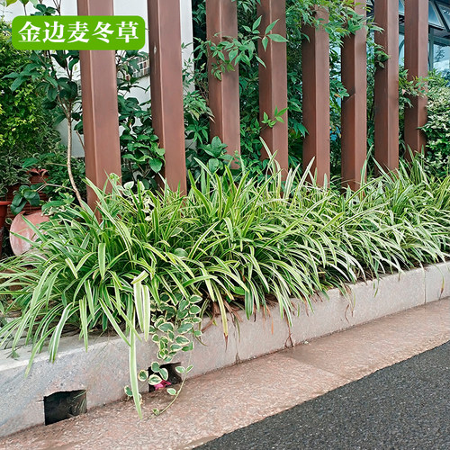 金边麦冬草苗庭院绿化四季常青耐寒耐阴地被植物花坛沿阶草阔叶草 - 图0