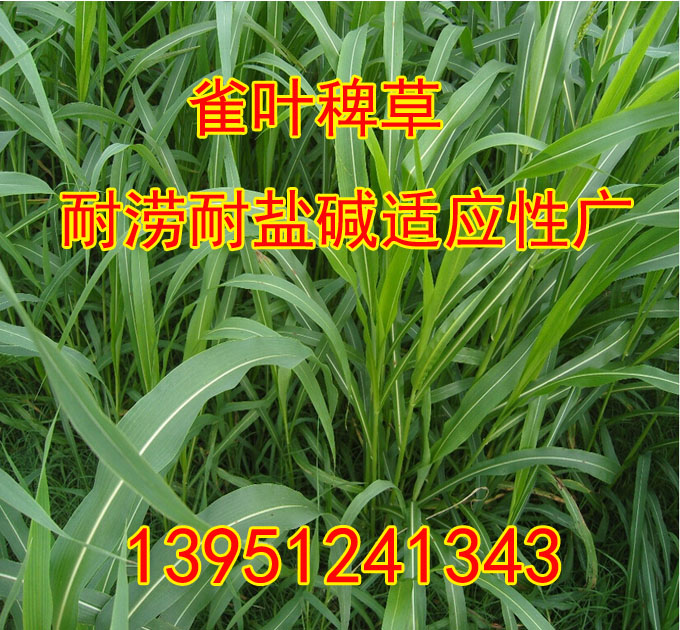 优质牧草种子农作物高产雀叶稗种子稗子种子家禽饲料-图0