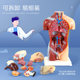 Children's version of removable body viscera anatomical model