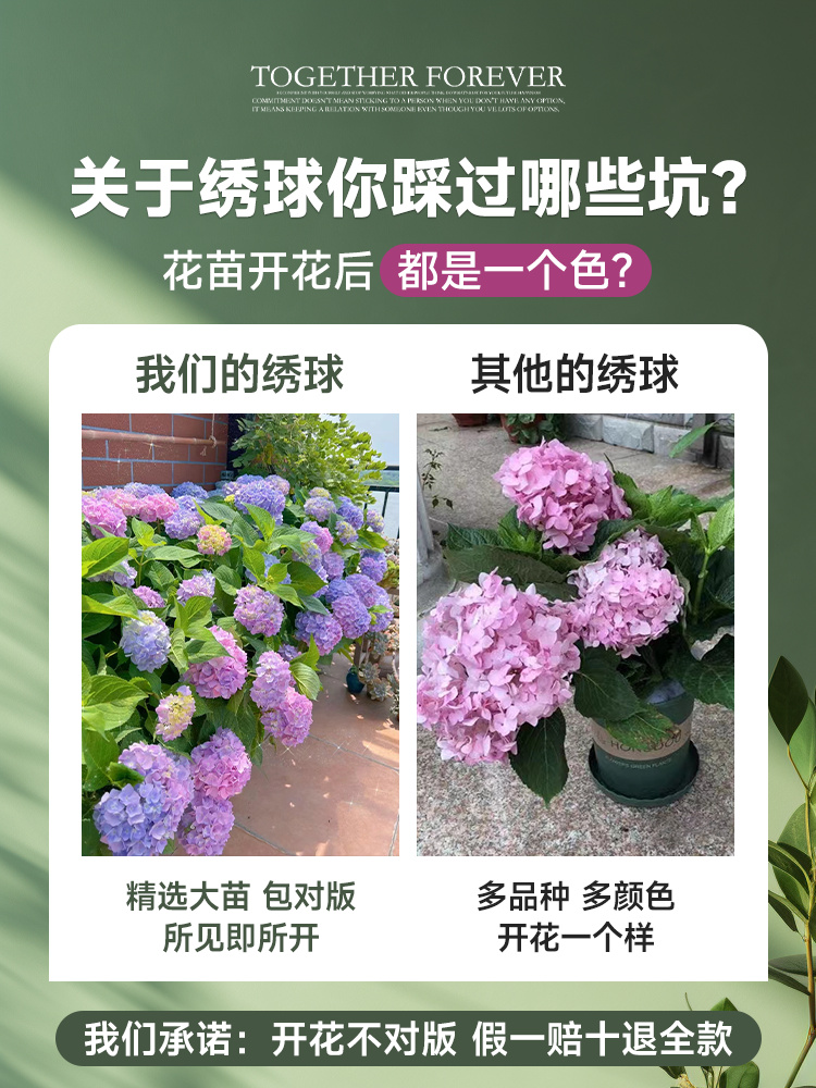 绣球花苗无尽夏四季开花绣球花盆栽庭院好养的花卉植物室内花-图1