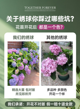 绣球花苗无尽夏四季开盆栽