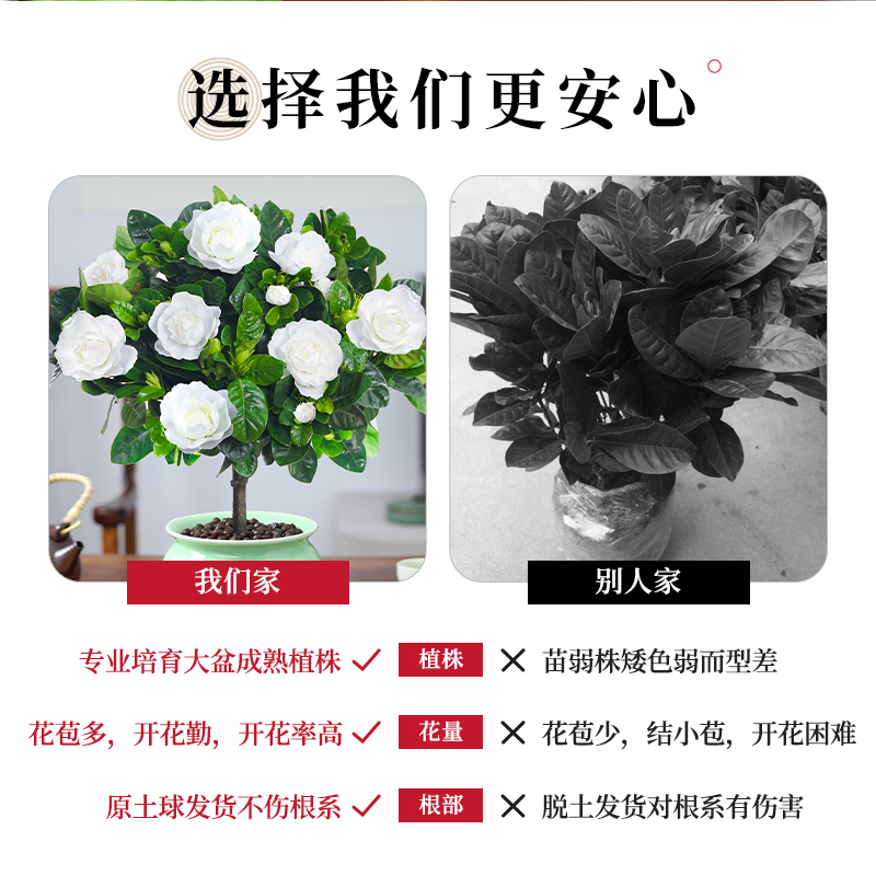 栀子花盆栽老桩花树绿植办公室内客厅盆景好养活四季开花驱蚊树苗 - 图3